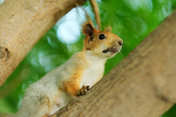 Pažitka Růžová Nebo Divoká Pažitka Kvetoucí Cibule Pažitka Česneková — Stock fotografie