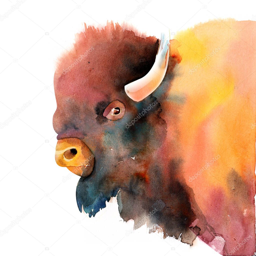 Mountain bison, image of a bull. Watercolor illustration isolated on a white background