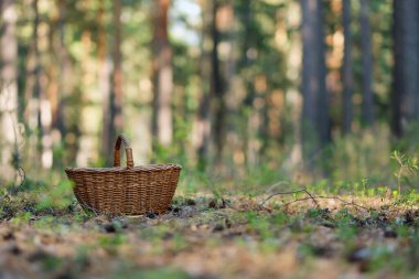 Ormanın içindeki boş sepet. Yaz ve mantar toplama kavramı.