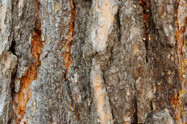 Pine tree bark close up background texture. — Stock Photo, Image