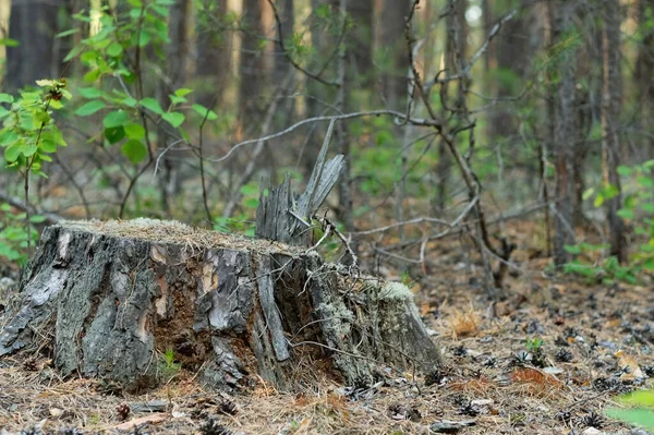 Rozřezaný pařez v borovicovém sibiřském lese. — Stock fotografie
