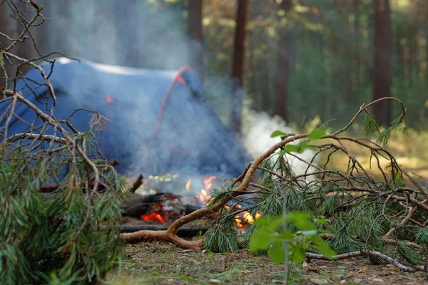 Oheň a kouř na pozadí stanu v borovém lese. — Stock fotografie