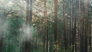 Ormanda yaz günü. Duman çam ormanını kaplıyor. Ağaçlar arasındaki mistik duman hareketi.