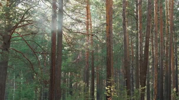 夏天的松树林浓烟在树林间神秘地移动着. — 图库视频影像