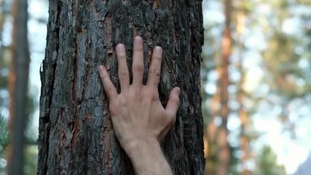 Trästruktur. En mans hand smekte ett träd i en vild tallskog. Solig sommardag. — Stockvideo