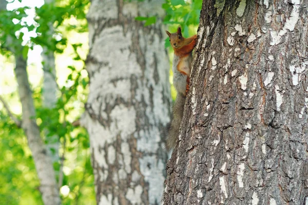Vörös mókus a nyírfán a nyári erdők között — Stock Fotó