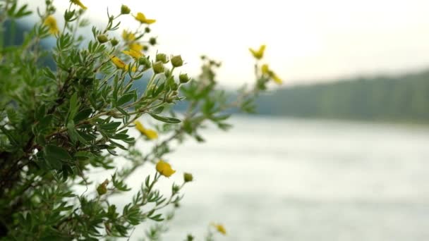 Vídeo de una alta montaña con un río rocoso y flores — Vídeo de stock