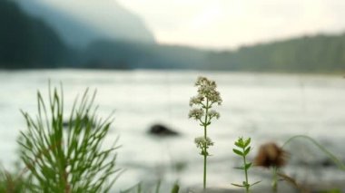 Kaya nehri ve çiçekli yüksek bir dağın videosu