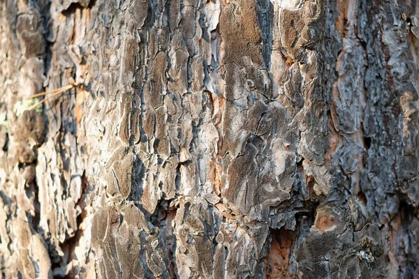 Pine tree bark close up background texture. — Stock Photo, Image