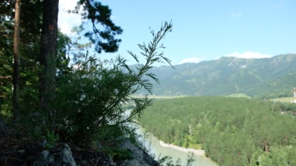 Górska rzeka Katun. Widok na góry rzeki w górach Altai — Wideo stockowe
