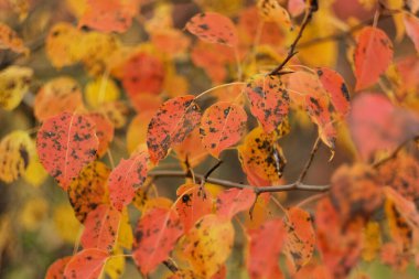 Sonbahar sarısı ve kırmızı parlak yapraklar yakın plan bir ağaçta. Doğal arkaplan