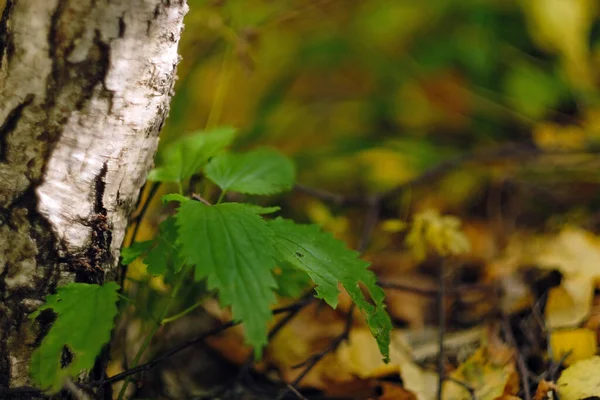 Csalán nő az erdőben, a nyírfa közelében. Őszi természet, közeli lövöldözés. Természetes háttér — Stock Fotó