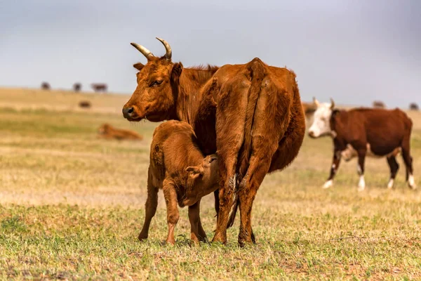 Junges Kalb trinkt Milch von Kuh auf Feld — Stockfoto