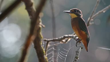 Kingfisher ya da Alcedo bu daldaki tünekte