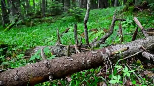 Malebný pohled zeleného lesa a protokolů, borovice — Stock video