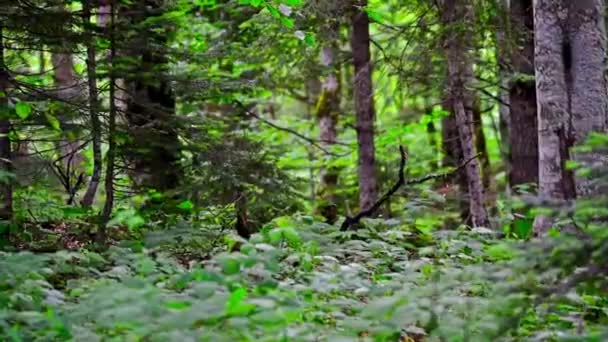 Malebným panoramtem zelené lesní houštiny v létě — Stock video