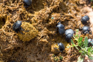 Bir grup Scarabaeus kutsal Scarab 'ı gübre içinde yağmaladı.