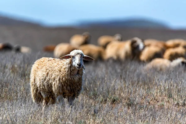 Flock of sheep graze in steppe — Stock Photo, Image