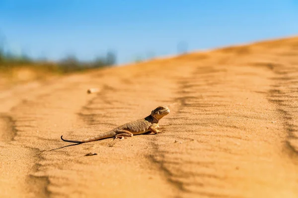 Spotted toad-headed Agama on sand close — Stock Photo, Image