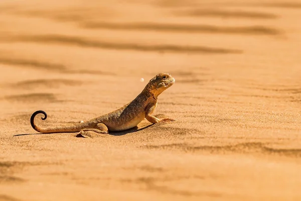 Benekli kurbağa başlı Agama yakın kum üzerinde — Stok fotoğraf