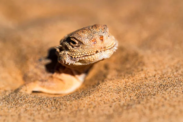 Agama cabeza de sapo manchado enterrado en la arena cerca —  Fotos de Stock