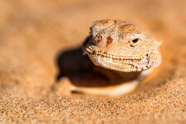 Gespot pad-hoofd Agama begraven in zand dichtbij — Stockfoto