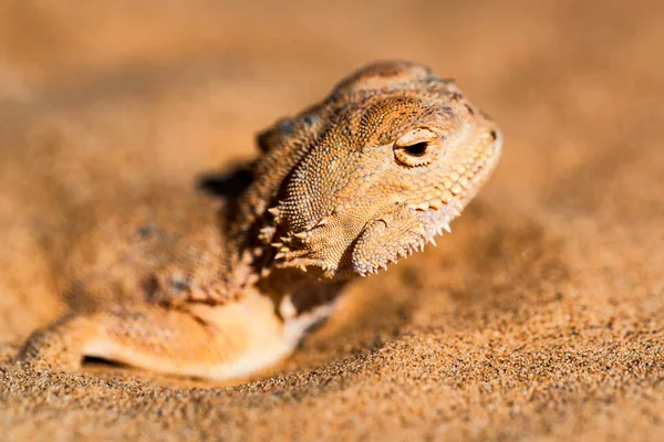 Agama de cabeça de sapo manchado enterrado na areia perto — Fotografia de Stock