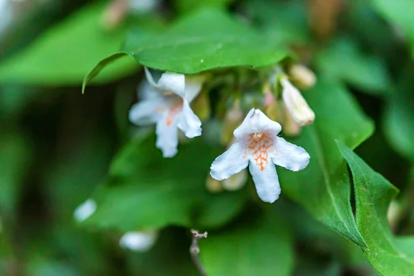 Blommande beautybush eller Kolkwitzia amabilis — Stockfoto