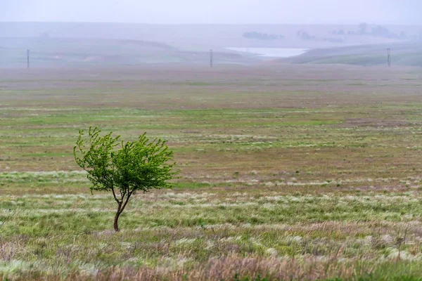 Árvore solitária na estepe bela paisagem — Fotografia de Stock