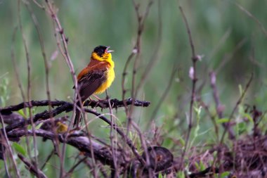 Kara başlı kiraz kuşu veya Emberiza melanocephala
