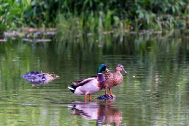Yaban ördekleri veya Anas platyrhynchos çifti