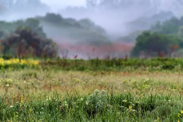 Foggy verão estepe paisagem — Fotografia de Stock