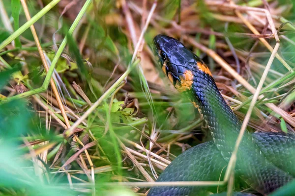 Zaskroniec zbliżenie lub Natrix natrix — Zdjęcie stockowe