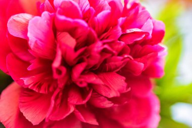 Baharda çiçek açması Fuşya şakayık kadar kapatın