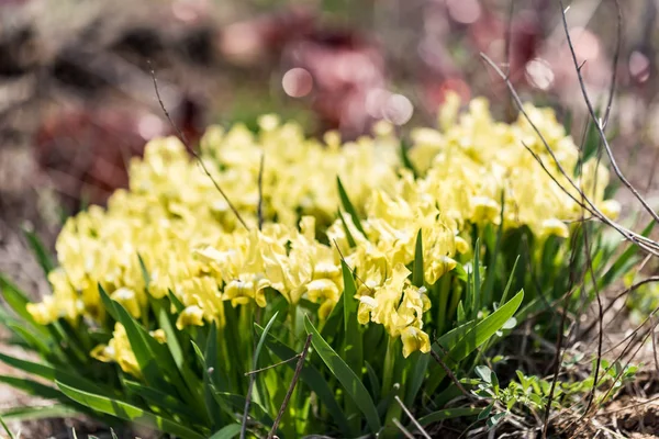 Wild gele irissen in tuin — Stockfoto