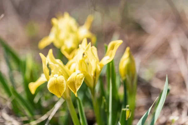 Wild gele irissen in tuin — Stockfoto