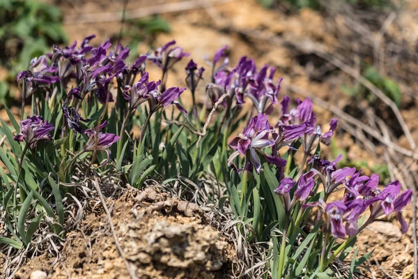 Wild purple irises in garden — Stock Photo, Image