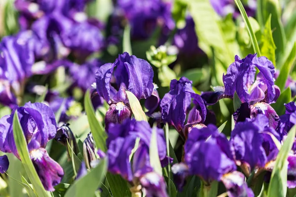 Wild purple irises in garden — Stock Photo, Image