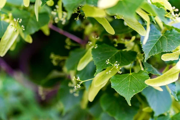 Tília florescente ou Tilia árvore perto — Fotografia de Stock