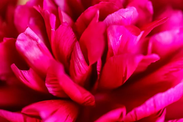 Cercanía floreciente peonía fucsia en primavera —  Fotos de Stock