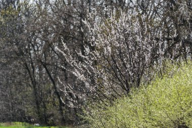 Çiçekli zaman güzel kayısı ağacı
