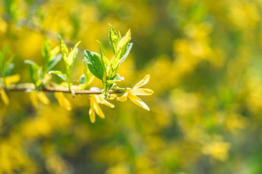Frenk üzümü çiçek sarı çiçekleri kapatın