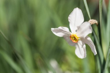 Beyaz nergis veya bahçesinde yakın nergis