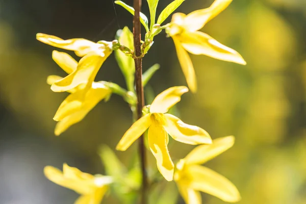 Flores amarillas de grosella en flor cerca — Foto de Stock
