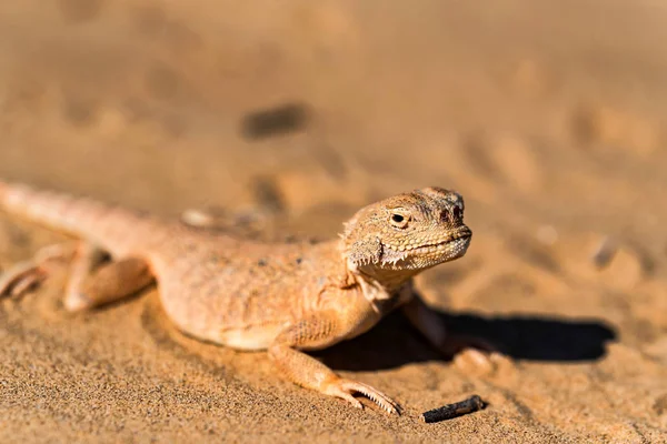 Spotted sapo-dirigido Agama na areia perto — Fotografia de Stock