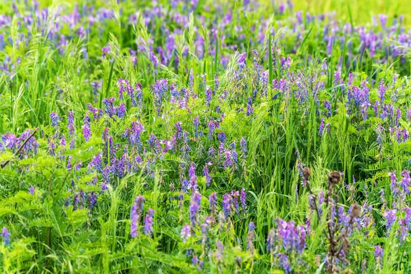 Lindas Flores Violetas Vicia Tenuifolia Crescendo Grama — Fotografia de Stock