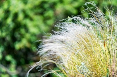 Gümüş tüy bozkır rüzgarda sallanan çimen