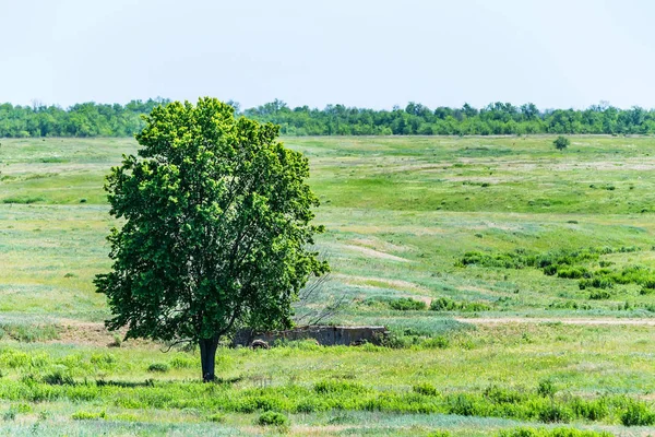 Arbre solitaire dans la steppe d'été beau paysage — Photo