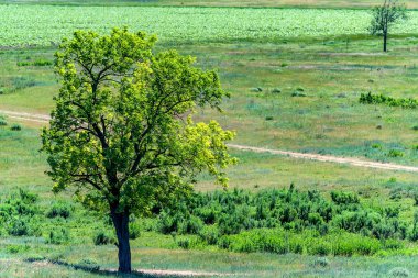 Yalnız ağaç yaz bozkır güzel manzara