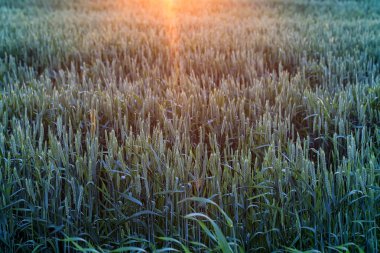Buğday alan günbatımı güzel peyzaj